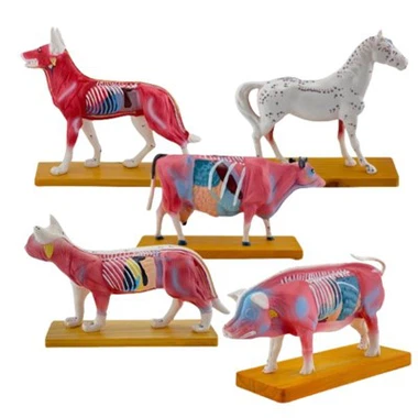 Modelos de anatomía patológica animal