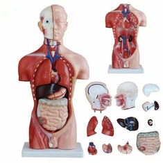 Torsos y modelos musculares humanos